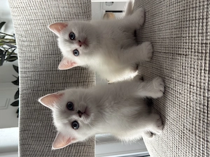 Zwei reinrassige BKH-Kitten suchen ein liebevolles Zuhause