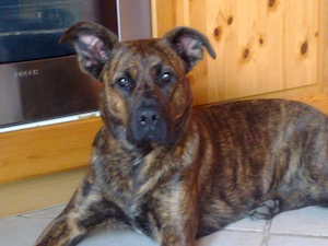 Molosser Mischling gesucht 