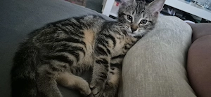 kitten baby 