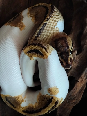 Super stripe piebald  *08 25