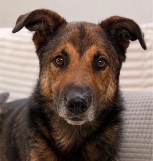Max - Schäferhund Mix sucht dich!