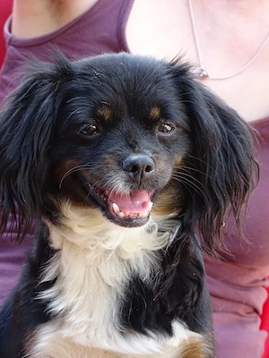 IN DEUTSCHLAND 2j Mini Pekinese Mix Hündin 4kg 