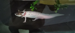 Drei Axolotl abzugeben
