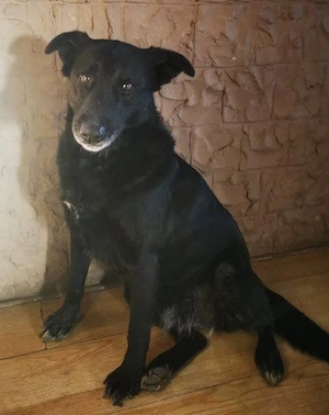 Meggy sucht ein Plätzchen für ihren Lebensabend