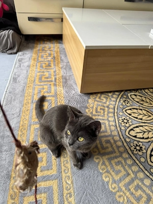 Graue BKH Katze (8 Mon.) inkl. Komplett-Zubehör