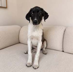 Dora - wachsame Lady sucht ihren Platz! Bild 2