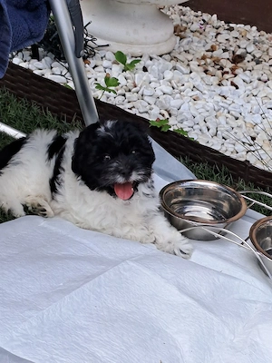 Maltipoo Mädchen 