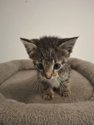 Baby katze du suche ein zuhause