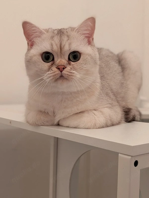 Bkh Katze 