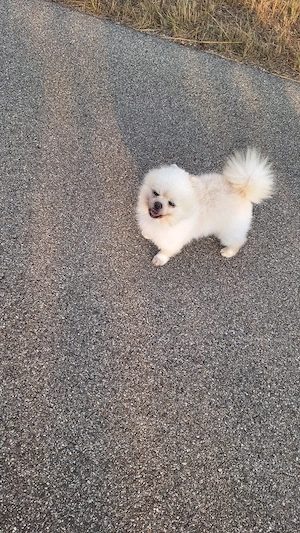Männlicher Pomeranian 