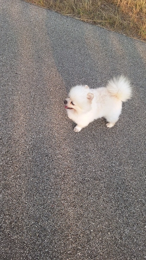    Olek   wunderschöner Pomeranian-Rüde als Deckrüde    Bild 3