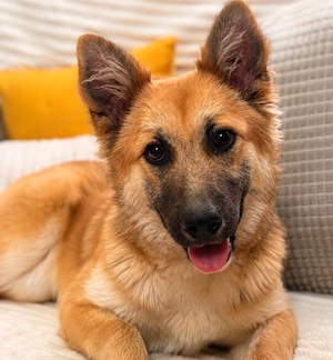 Sandy - halb Fuchs, halb Hund!