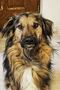 Zeus sucht eine neue Familie
