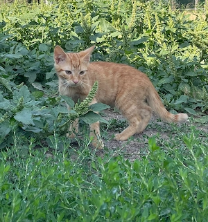 Kater abzugeben