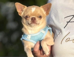 Cremiger, sanfter mini Chihuahua-Rüde