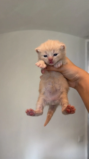 bkh kitten