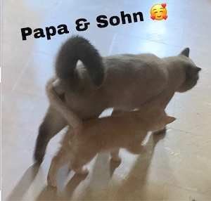 Letzter BKH-Katerchen abzugeben