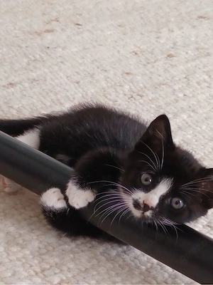 Zwei zauberhafte Katzenbabys (Weibchen) suchen ein liebevolles Zuhause   