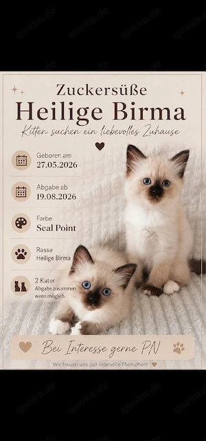 2 Katerchen Heilige birma kitten 