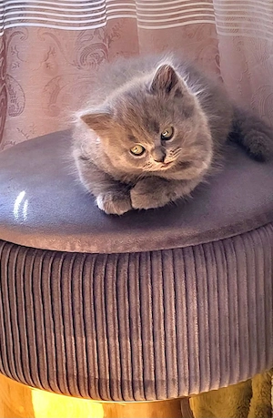 Zwei Süße Kitten