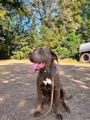Wunderschöne 6 Monate alte Cane Corso Hündin sucht ein liebevolles Für-immer-Zuhause