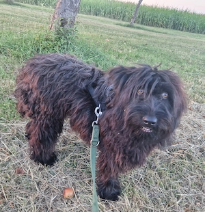 Speedy, 1 Jahr, sehr aktiv, ca. 45 cm