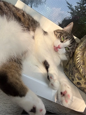 nala sucht ein neues zu hause 