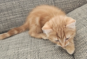 Eine männliche Katze! 