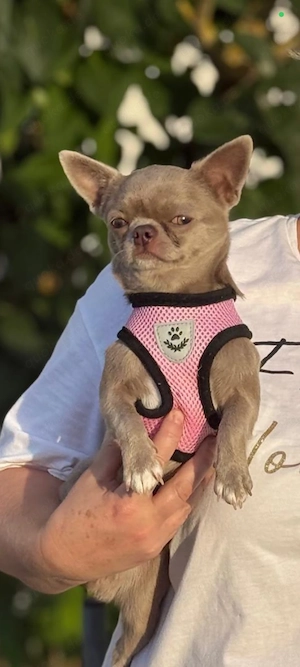 Reinrassiger lilafarbener Chihuahua