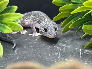Leopardgecko Mädels suchen noch