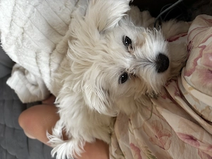 Malteser Pomeranien Mix Hündin 