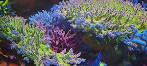 Korallen Ableger Meerwasser Acropora Stylos Zoas etc
