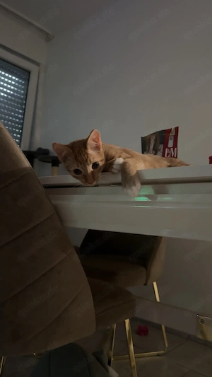 katze zu verkaufen 