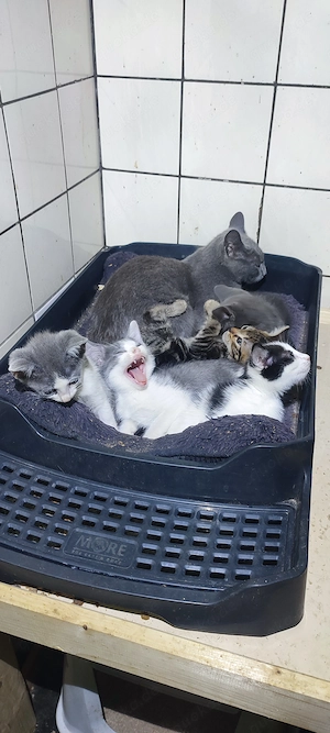 Russisch blau Mix Kitten