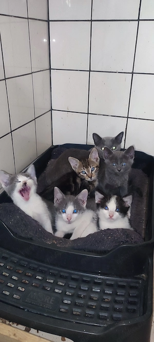 Russisch blau Mix Kitten