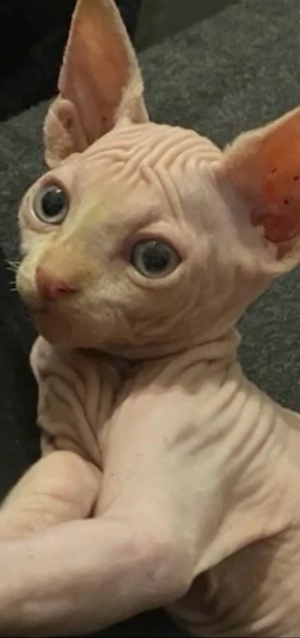 Canadian Sphynx Kitten 