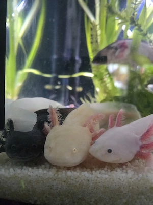 Axolotl in gute Hände abzugeben 