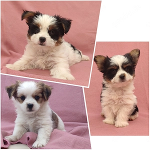 Biewer Yorkshire Terrier 