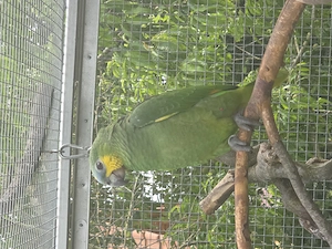 Venezuelaamazonen zu verkaufen 