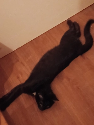 Katze 6 Monate