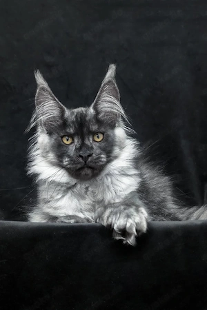 Prachtvoller Maine-Coon-Mix Kater (5 Monate) | Kinderlieb & Bestens Sozialisiert!