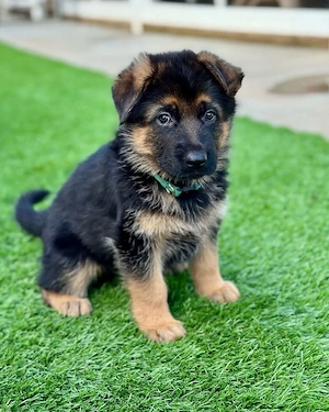 Wunderschöner Schäferhund-Welpe   gesund & bereit für ein liebevolles Zuhause