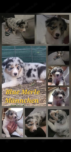 Australian Shepherd welpen zu verkaufen 