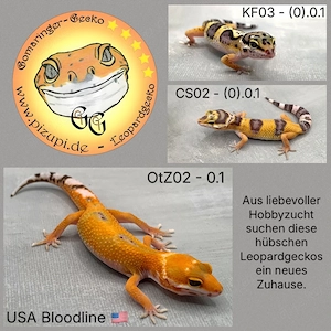 Leopardgecko, versch. Morphen