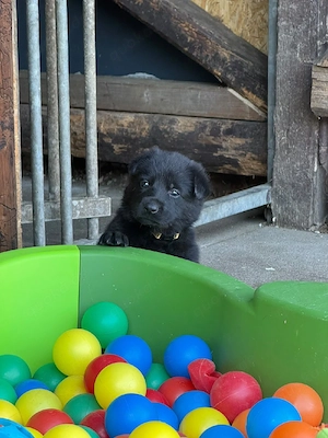 Reinrassige Deutsche Schäferhunde 