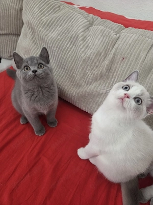 BKH Kitten Mädels 2x geimpft abgabebereit