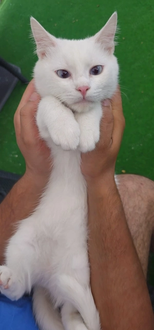 BKH kurzhaar katze