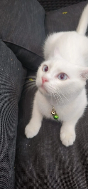 BKH kurzhaar katze