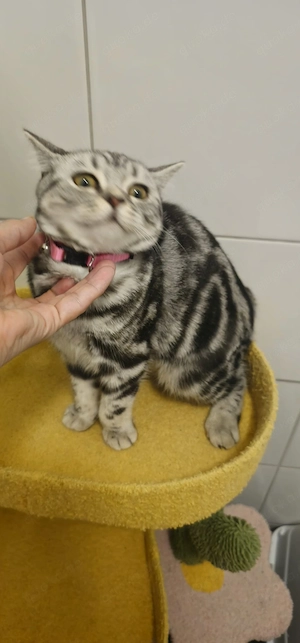 BKH kurzhaar katze
