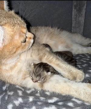 bkh kitten 